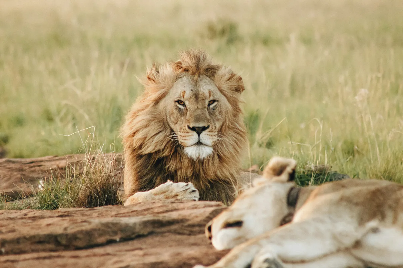 Lion at Johannesburg-area game reserve
